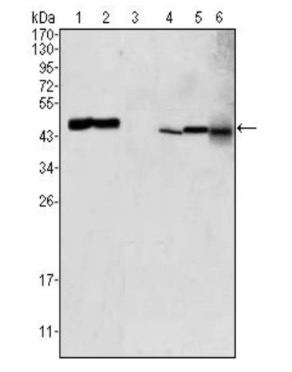 Fig.1 WB analysis. (Creative Biolabs Original)