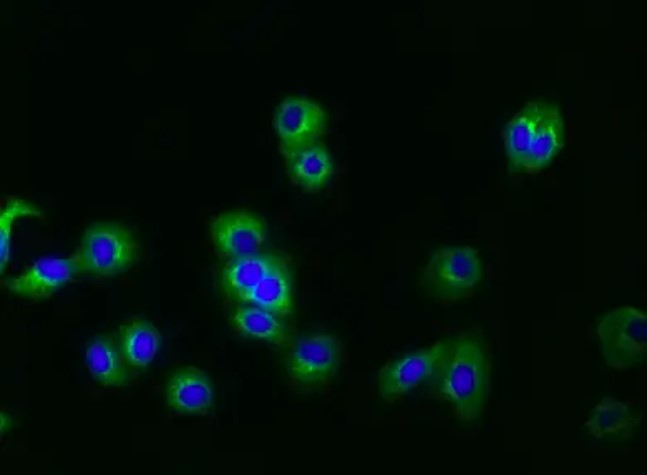 Fig.4 IF analysis. (Creative Biolabs Original)