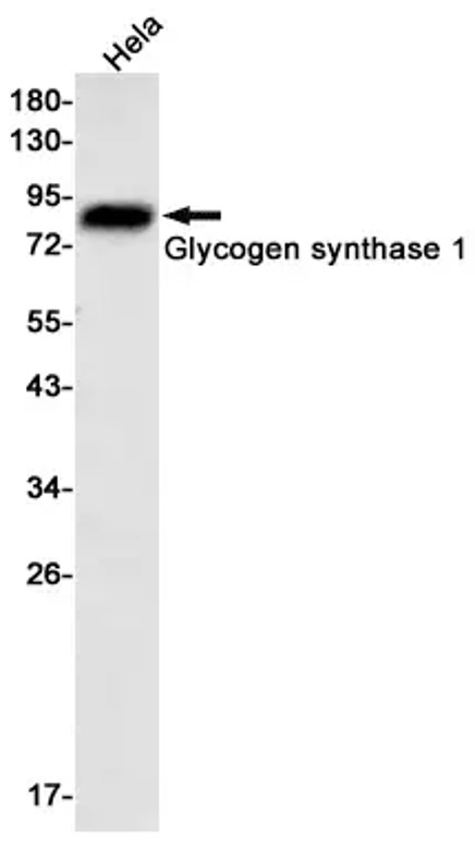 Fig.1 WB analysis. (Creative Biolabs Original)