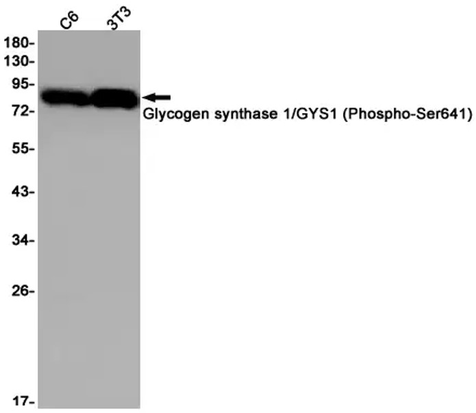 Fig.2 WB analysis. (Creative Biolabs Original)