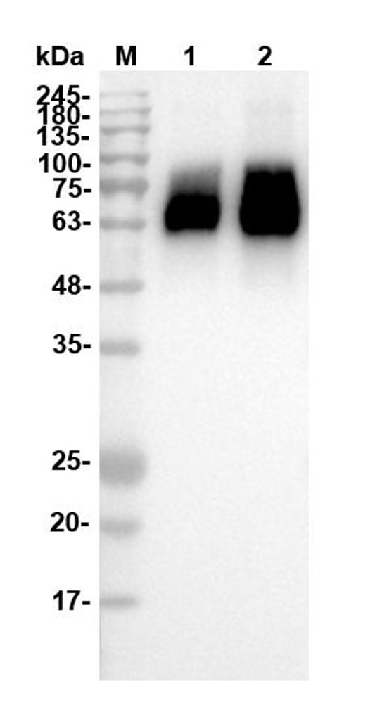 Fig.2 WB analysis. (Creative Biolabs Original)