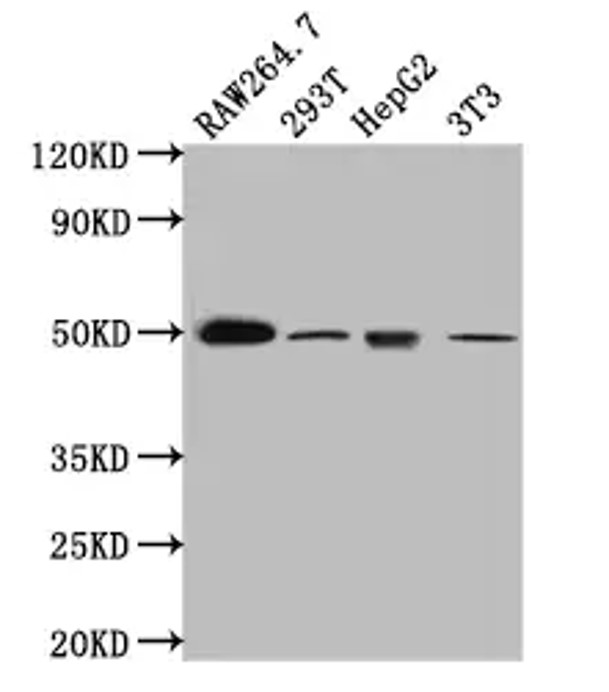 Fig.6 WB analysis. (Creative Biolabs Original)