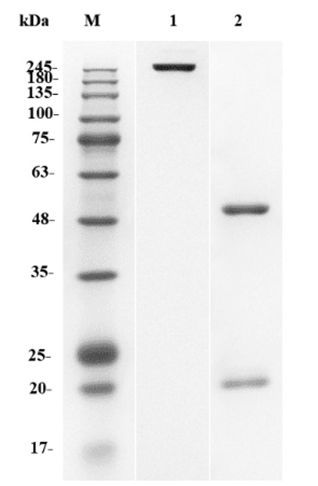 Fig.1 SDS-PAGE analysis of TCR-LA-LX0930. (Creative Biolabs Original)