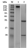 Fig.1 SDS-PAGE analysis. (Creative Biolabs Original)