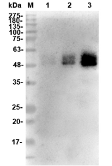 Fig.1 WB analysis. (Creative Biolabs Original)