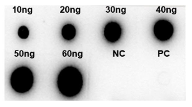 Fig.3 DB analysis. (Creative Biolabs Original)