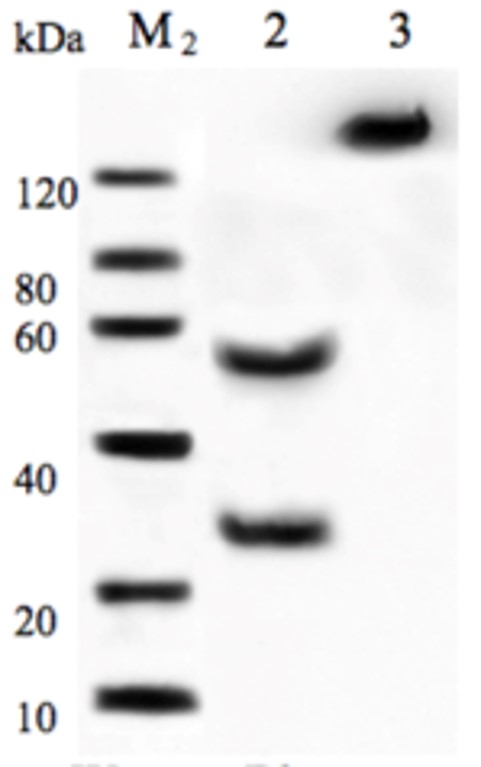 Fig.4 WB analysis. (Creative Biolabs Original)