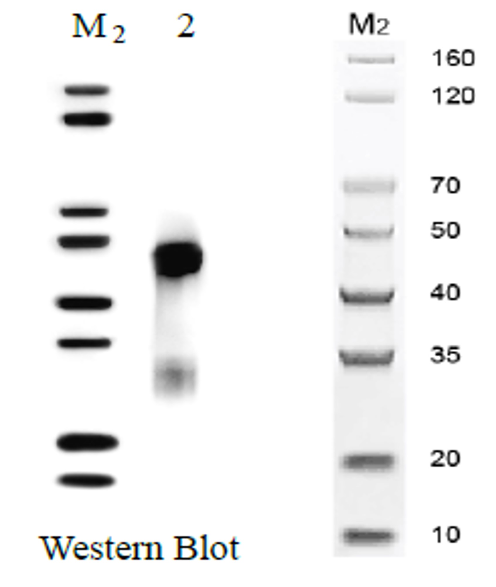 Fig.5 WB analysis. (Creative Biolabs Original)