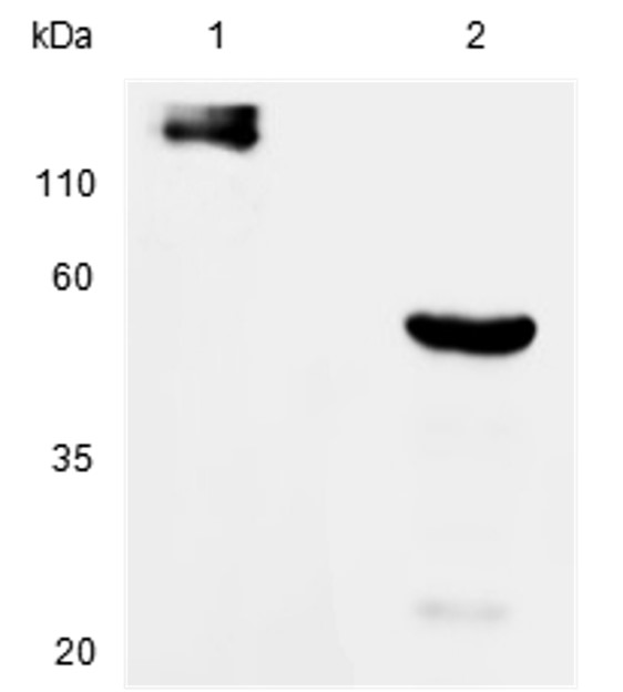 Fig.6 WB analysis. (Creative Biolabs Original)