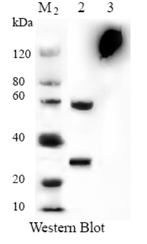 Fig.3 WB analysis. (Creative Biolabs Original)