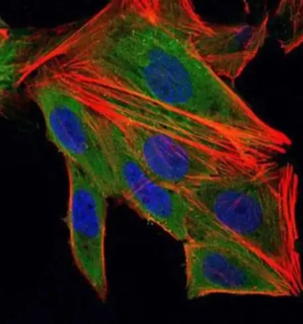 Fig.3 IF analysis. (Creative Biolabs Original)