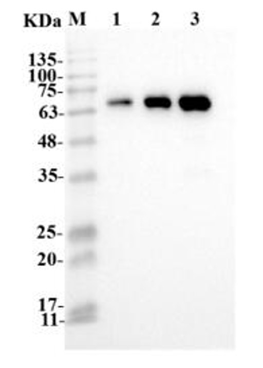 Fig.1 WB analysis. (Creative Biolabs Original)
