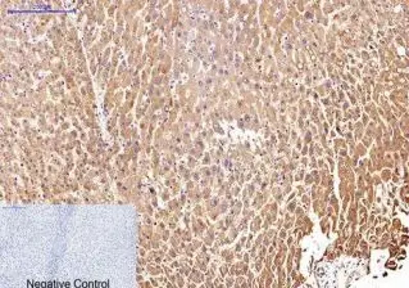 Fig.3 IHC analysis. (Creative Biolabs Original)