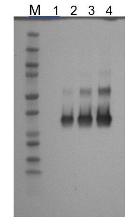 Fig.1 WB analysis. (Creative Biolabs Original)