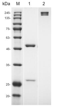 Fig.1 SDS-PAGE analysis of HPAB-0291-YC. (Creative Biolabs Original)