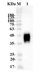 Fig.4 WB analysis of TAB-433CL. (Creative Biolabs Original)
