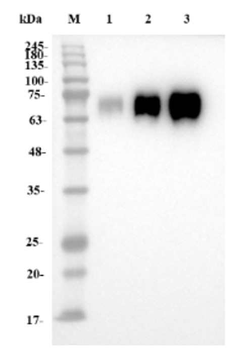 Fig.3 WB analysis. (Creative Biolabs Original)