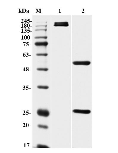 SDS-PAGE analysis of TAB-437CL. (Creative Biolabs Original)