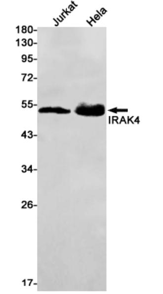 WB analysis of VS3-FY761. (Creative Biolabs Original)