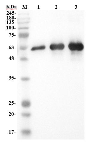 WB analysis of TAB-0367CL. (Creative Biolabs Original)