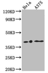 WB analysis of ZG-0029U. (Creative Biolabs Original)