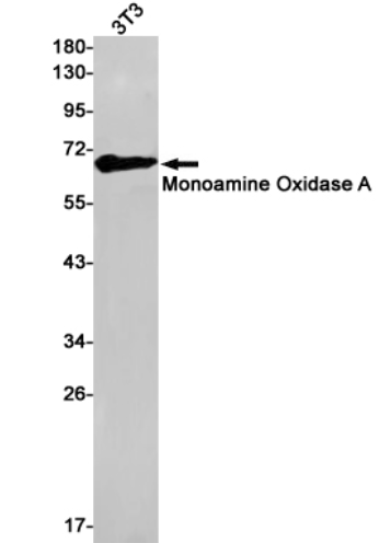 WB staining. (Creative Biolabs Original)