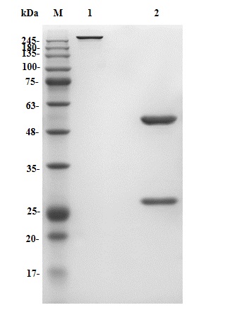 Fig.1 SDS-PAGE analysis of PABL-271. (Creative Biolabs Original)