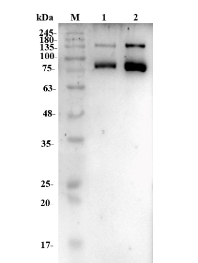 Fig.4 WB analysis of PABL-271. (Creative Biolabs Original)