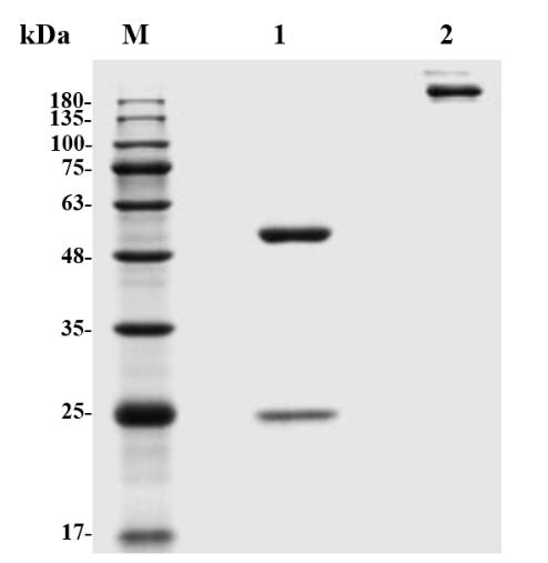 SDS-PAGE analysis of TAB-1402CL. (Creative Biolabs Original)