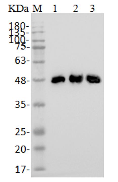 WB analysis of TAB-H25. (Creative Biolabs Original)