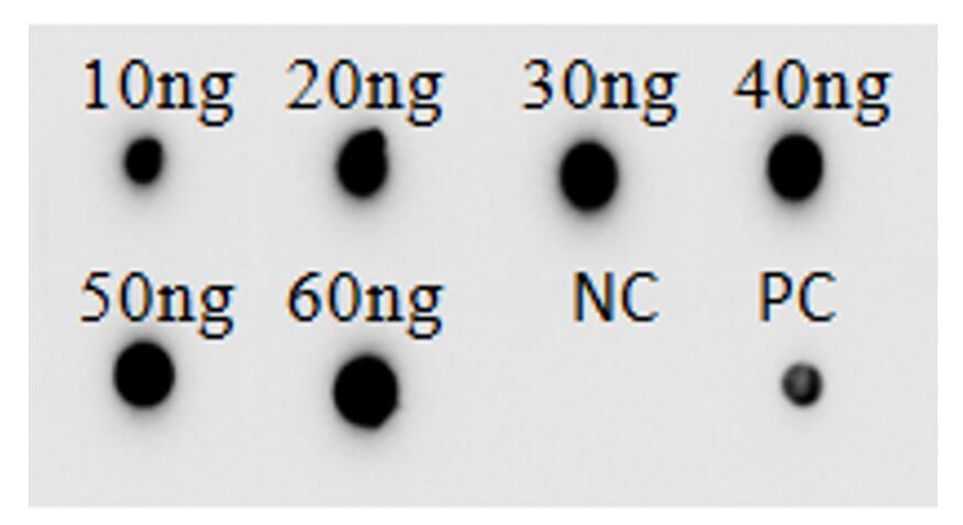 DB analysis of TAB-H25. (Creative Biolabs Original)