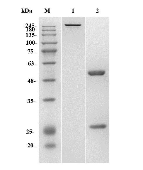 Fig.1 SDS-PAGE analysis of PABJ-0226. (Creative Biolabs Original)