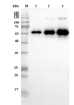 Fig.4 WB analysis of PABJ-0226. (Creative Biolabs Original)