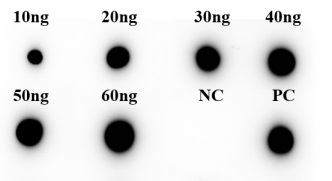 Fig.5 DB analysis of PABJ-0226. (Creative Biolabs Original)