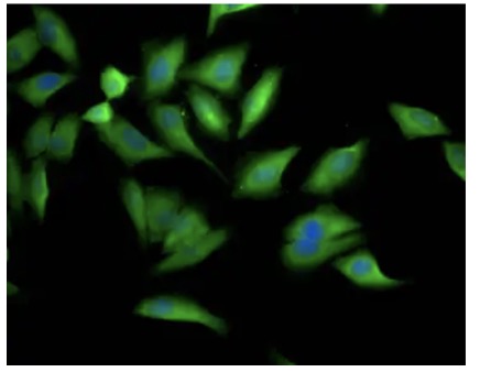 Fig.2 IF analysis. (Creative Biolabs Original)