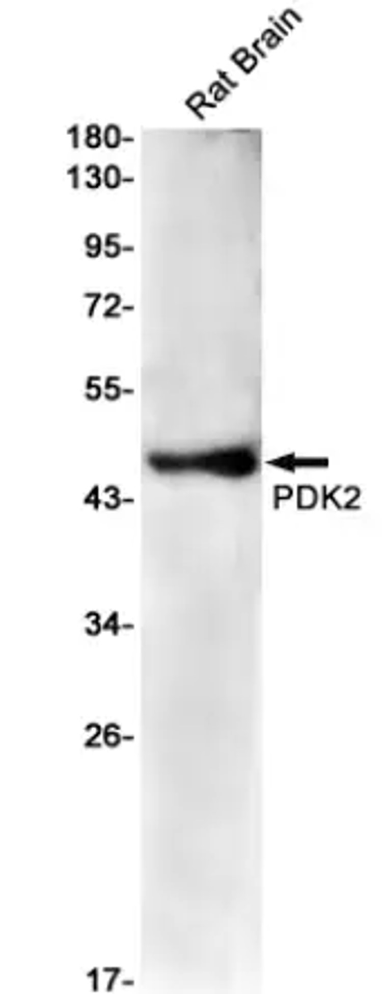 WB analysis. (Creative Biolabs Original)