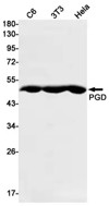 Fig.1 WB analysis of VS3-FY1129. (Creative Biolabs Original)