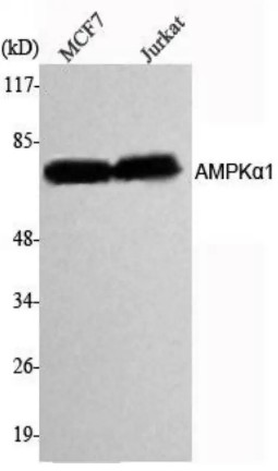 Fig.1 WB analysis of ZG-0285F. (Creative Biolabs Original)