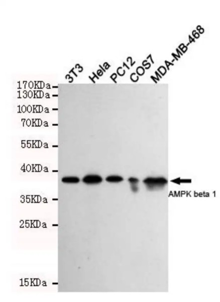 Fig.1 WB analysis of ZG-0286F. (Creative Biolabs Original)