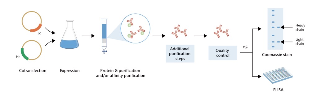 Fig.1 Milligram-scale. (Creative Biolabs Original)