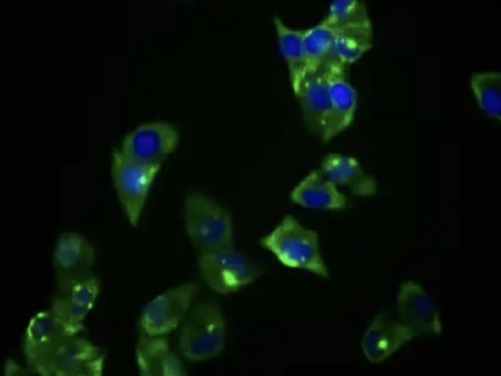 Fig.2 IF analysis. (Creative Biolabs Original)