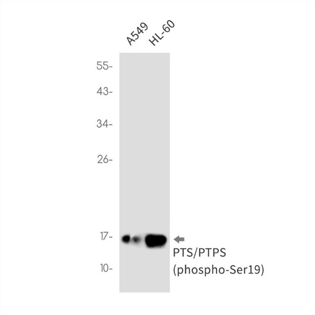 Fig.1 WB analysis of VS3-WK2041. (Creative Biolabs Original)