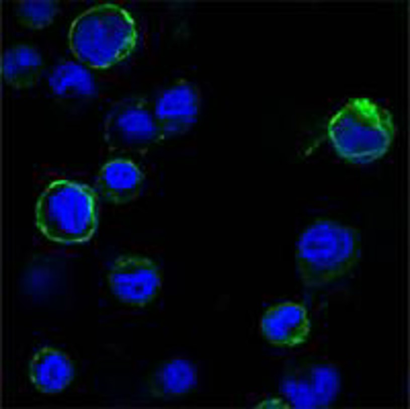 Fig.2 IF analysis. (Creative Biolabs Original)