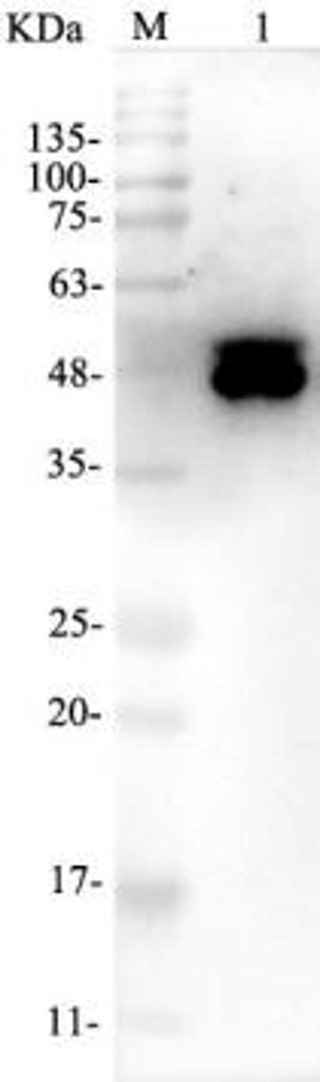 Fig.2 WB analysis. (Creative Biolabs Original)