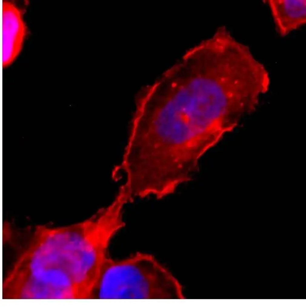 Fig.2 IF analysis. (Creative Biolabs Original)