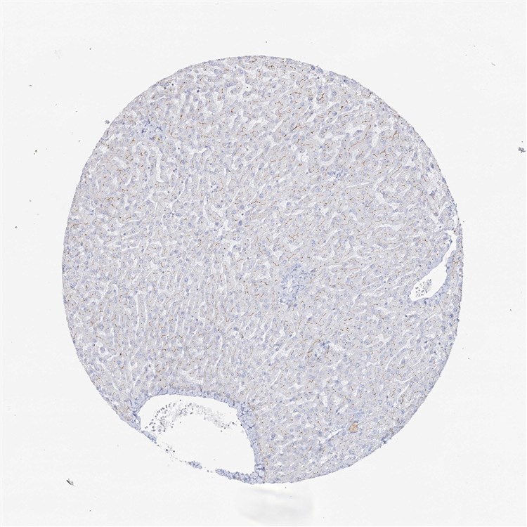 Kidney IHC staining. (Creative Biolabs Original)