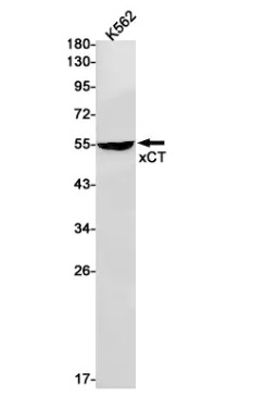 Fig.1 WB analysis of anti-SLC7A11 antibody. (Creative Biolabs Original)