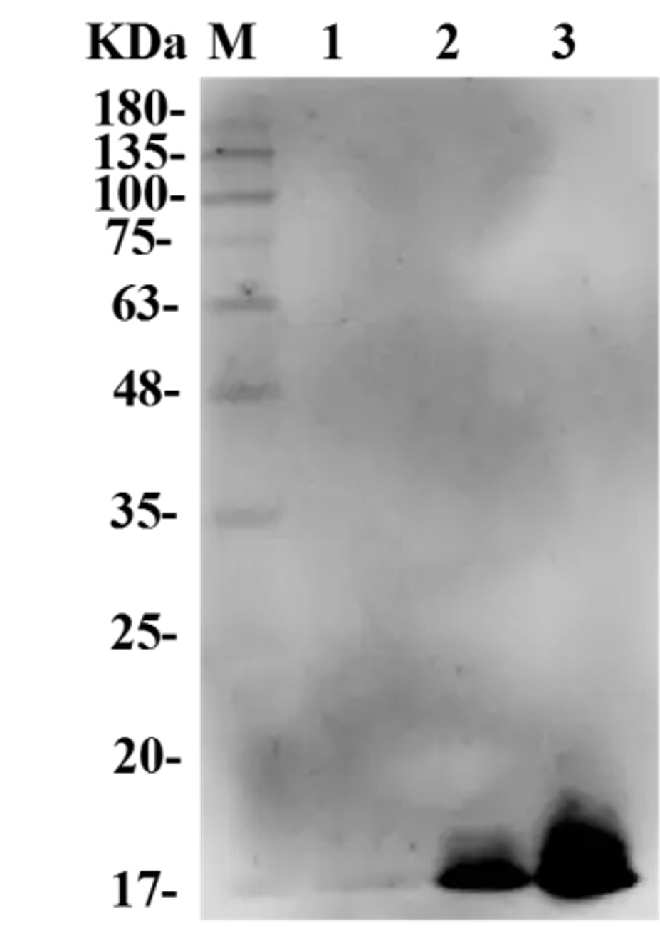 Fig.4 WB analysis. (Creative Biolabs Original)