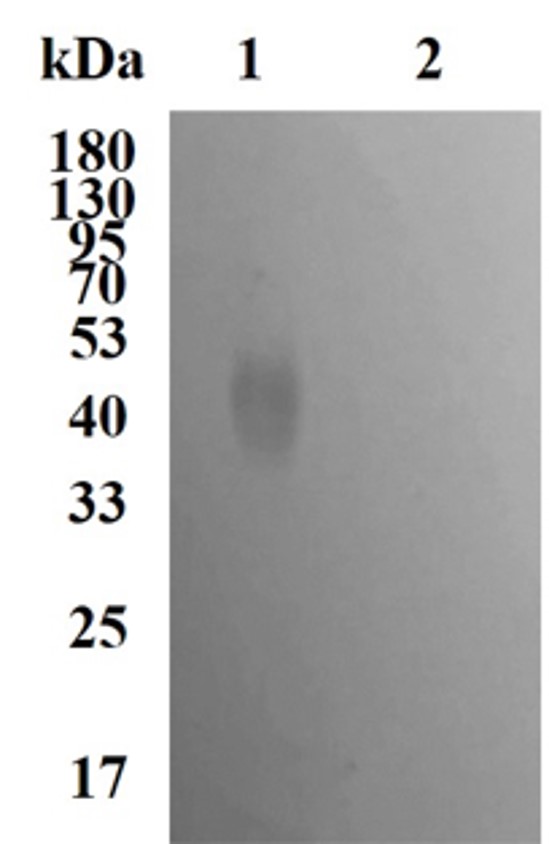 Fig.1 WB analysis. (Creative Biolabs Original)