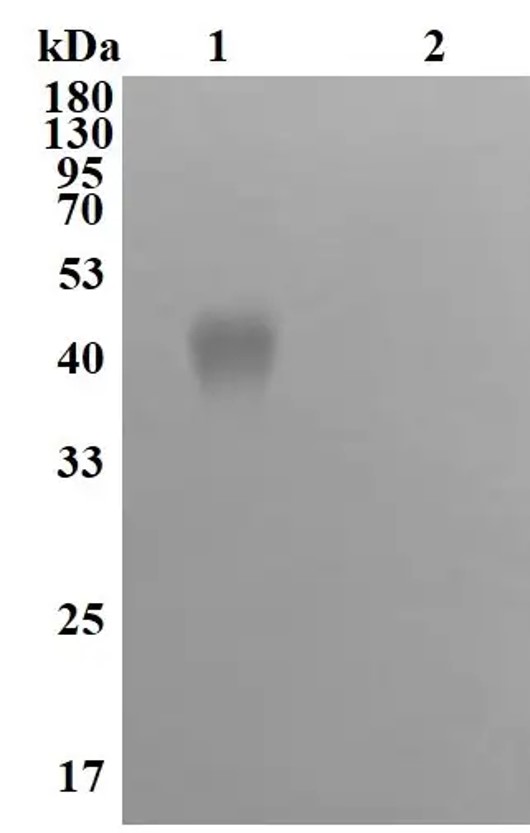 Fig.4 WB analysis. (Creative Biolabs Original)